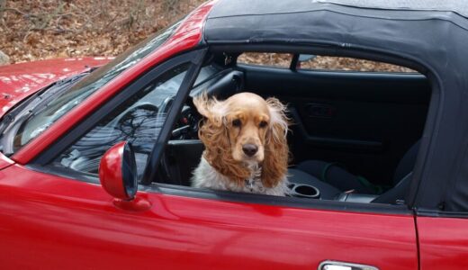 車と犬