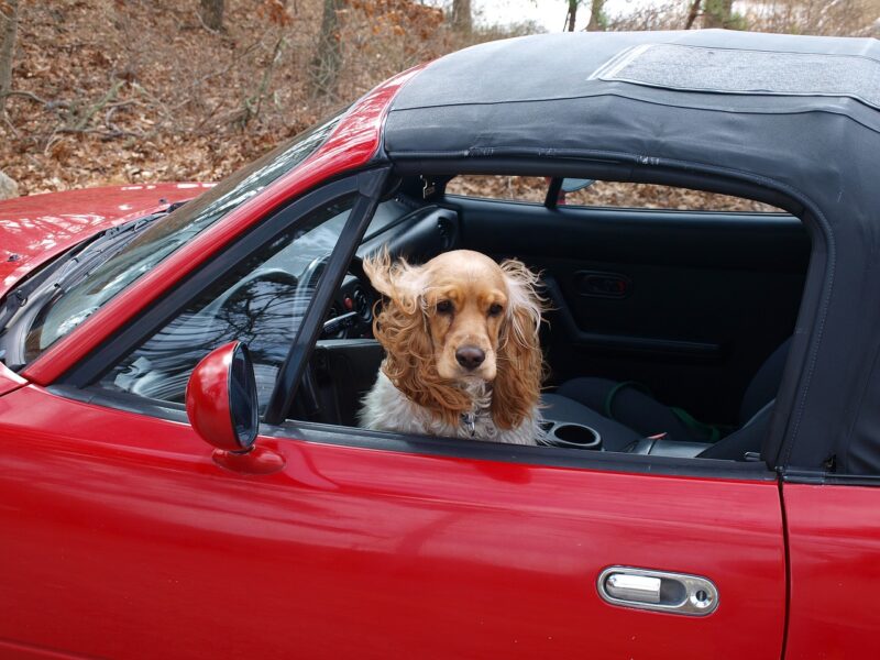 車と犬