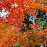 雲仙の紅葉の様子