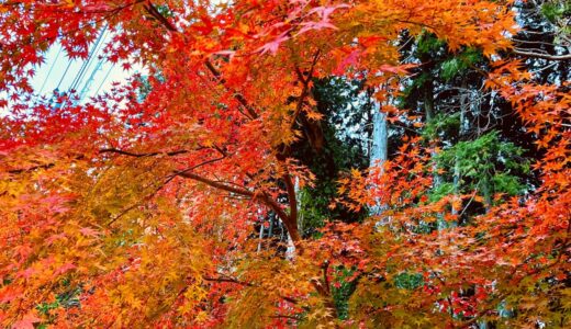 雲仙・仁田峠〜三十路苑へ晩秋ドライブ。自然に癒やされたフリーランスの休日