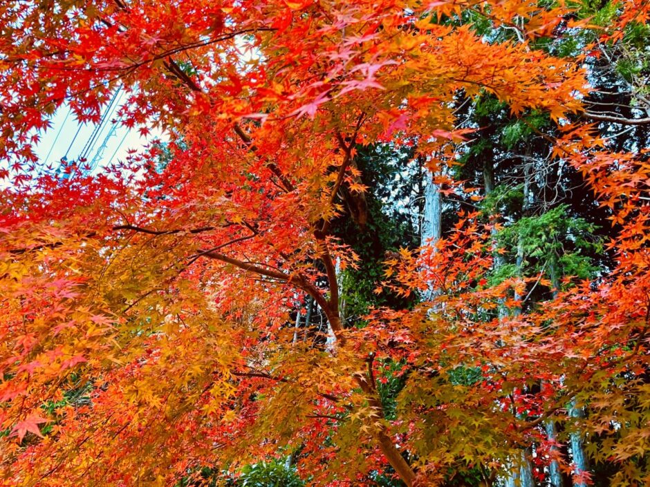 雲仙の紅葉の様子