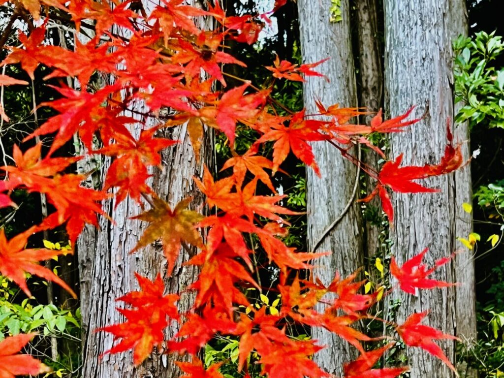 紅葉と日本人のイメージ