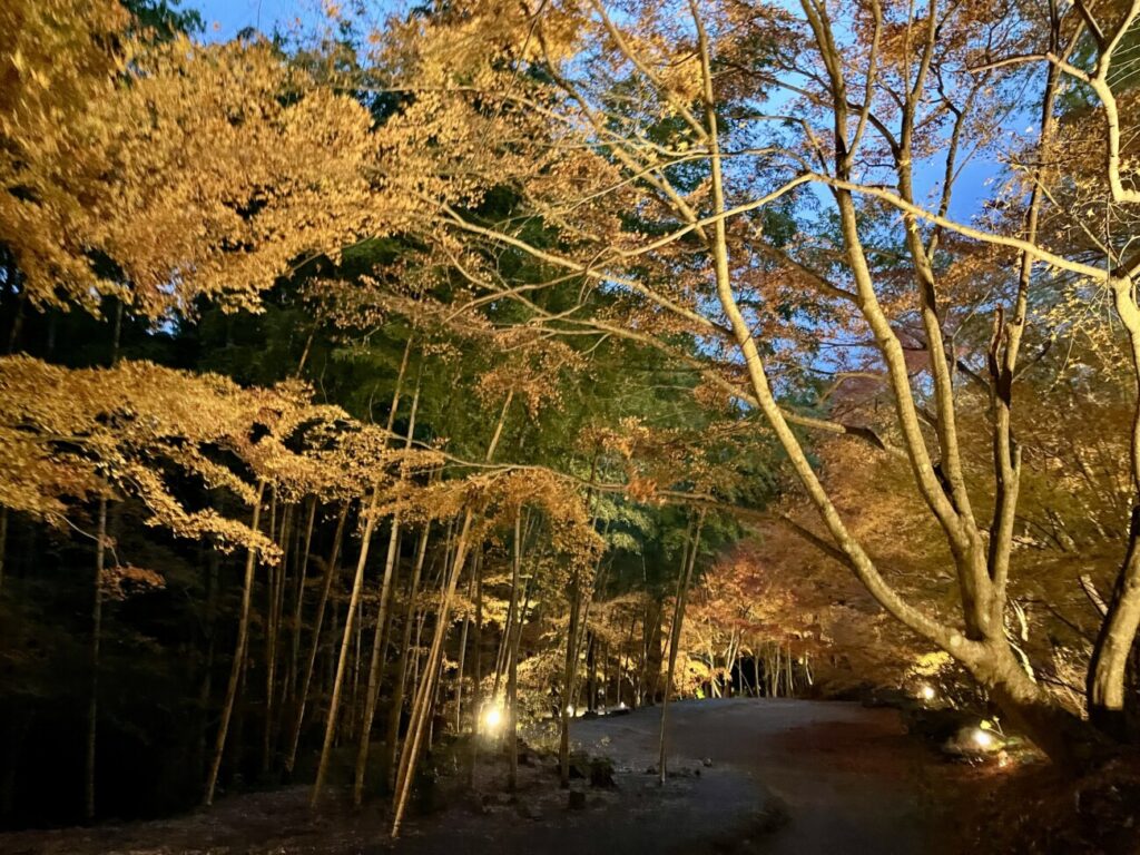 三十路苑の竹林